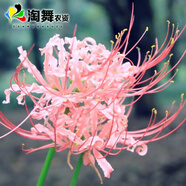 淘舞 彼岸花種球 庭院盆栽 石蒜花種球 花卉種子四季種植 異地情
