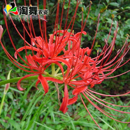 淘舞 彼岸花種球 庭院盆栽 石蒜花種球 花卉種子四季種植 紅顏