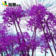 淘舞 彼岸花種球 庭院盆栽 石蒜花種球 花卉種子四季種植 紫羅蘭
