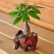 桌面盆栽盆景 發(fā)財樹(shù) 盆栽  陶瓷盆 辦公室內陽(yáng)臺復古花盆栽好發(fā)貨 福象發(fā)財樹(shù) 含盆