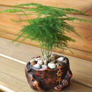 桌面盆栽盆景 發(fā)財樹(shù) 盆栽  陶瓷盆 辦公室內陽(yáng)臺復古花盆栽好發(fā)貨 奮斗文竹 含盆
