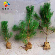 旭力 黑松苗盆景的素材黑松樹苗黑松小苗 黑松20-30cm