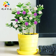 旭力 重瓣白茉莉花苗室內盆栽雙色茉莉花苗香味濃郁花卉 繡球茉莉 不含盆