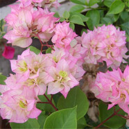 百芳緣三角梅樹(shù)苗花卉四季開(kāi)花重瓣綠化攀緣植物盆景精品盆栽地栽葉子花 粉妝 3年 苗