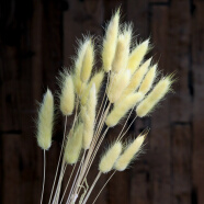 美学黑客 兔尾草干花花束真花干枝风干花客厅装饰摆件插花天然餐桌装饰带花瓶玻璃 浅黄色20支一束