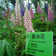 一播大地百日草種子波斯菊野花組合四季易活室外混色陽臺庭院花卉種籽花子 魯冰花混色100粒