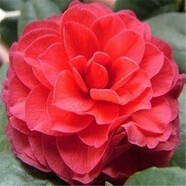 茶花苗 室內盆栽 辦公室 山茶花樹(shù)苗帶花苞 茶花基地直銷(xiāo) 當年開(kāi)花苗 十八學(xué)士 中國紅 六年苗