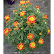 孫凱（SUNKAI）菊花盆栽荷蘭菊花卉綠植小雛菊千頭菊瑪格麗特菊藍(lán)目菊 小雛菊1 不含盆