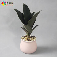 青意宣 發(fā)財(cái)樹碧玉陶瓷盆栽文竹吊蘭室內(nèi)綠色植物梔子花沙漠玫瑰花卉盆栽 黑金剛（馬卡龍?zhí)张瑁┡枭S機(jī)