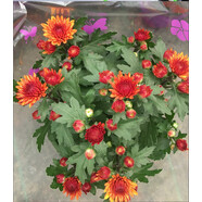 孫凱（SUNKAI）菊花盆栽荷蘭菊花卉綠植小雛菊千頭菊瑪格麗特菊藍(lán)目菊 9 小雛菊 不含盆