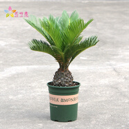 花竹戀杜鵑花四季開(kāi)花盆栽花卉綠植陽(yáng)臺辦公室紅掌室內盆栽盆景大型綠植 鐵樹(shù) 含盆栽好發(fā)貨高度40厘米左右