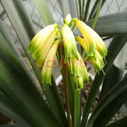 御春閣帶盆帶土6年大苗綠植盆栽 室內(nèi)花卉 君子蘭花 苗花卉盆景盆栽綠植 綠洲君子蘭8-10片帶盆帶土