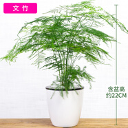 嘆為觀止桌面植物盆栽花卉辦公室盆景綠植觀賞小盆景 文竹