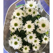 孫凱（SUNKAI）菊花盆栽荷蘭菊花卉綠植小雛菊千頭菊瑪格麗特菊藍(lán)目菊 6 小雛菊 不含盆