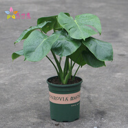 花竹戀杜鵑花盆栽花卉綠植辦公室紅掌室內盆栽盆景大型綠植 龜背竹 含盆栽好發(fā)貨