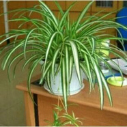 仟草集吊蘭綠植盆栽室內盆栽花卉綠植物花卉盆栽土培水培吊蘭 不含盆 金心吊蘭整盆苗3-5棵
