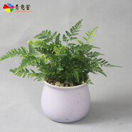 青意宣 發(fā)財(cái)樹碧玉陶瓷盆栽文竹吊蘭室內(nèi)綠色植物梔子花沙漠玫瑰花卉盆栽 狼尾蕨（馬卡龍?zhí)张瑁┡枭S機(jī)