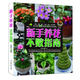 新手養(yǎng)花不敗指南 103種沾土就活的植物，再也不當“園藝殺手”