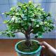 意軒大葉玉樹盆栽陽臺室內(nèi)綠植辦公室花卉多肉植物燕子掌金枝盆栽 青葉金枝玉葉高30厘米