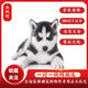 咯咪純種哈士奇幼犬二哈活體寵物狗西伯利亞雪橇犬三把火藍(lán)眼哈士奇 血統(tǒng)級 公