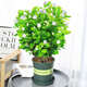 【雅之典】重瓣茉莉花盆栽室內(nèi)觀花植物四季好養(yǎng)帶花苞開(kāi)花不斷綠植 茉莉花6年苗【黃綠加侖盆】 好養(yǎng)活