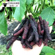CHUANGSHIJI桑樹(shù)苗桑葚樹(shù)苗桑樹(shù)大葉苗桑葚苗南北方四季種植結果地栽 盆栽苗 八年苗（品種備注） 50cm(含)-60cm(不含)