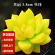墨一（MOYI）新款 多肉植物組合盆栽 超萌多肉綠植花卉室內(nèi)盆栽新手好養(yǎng) 黃麗3-5cm 含盆