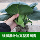 蘇瑞 黑油油黑葉矮腳蘇州青青菜種高產(chǎn)耐寒四季播農家油亮矮箕黑菜種 油亮大黑頭40g