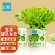 IAM City Farmer生菜罐頭小盆栽家庭種植diy植物罐頭綠植男孩女孩生日禮物10063