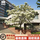黛陌流蘇花樹苗流蘇樹小苗庭院門前風景樹綠化苗木大樹油根子園林 2公分粗 【一級苗】 其他