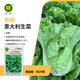 京研生菜種子結(jié)球脆葉水培菜種籽意大利羅馬直立玻璃奶油生菜蔬菜籽孑 京研意大利生菜20克