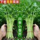皓謙 新鮮小芹菜頭茬現(xiàn)摘香芹應(yīng)季時令綠色蔬菜脆嫩爽口芹菜 香芹 2斤