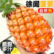廣東徐聞菠蘿2025新鮮香水大菠蘿當(dāng)季現(xiàn)摘水果非泰國小鳳梨 徐聞菠蘿5斤中果