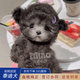 喵然心動純種泰迪幼犬血統(tǒng)家養(yǎng)寵物狗活體幼崽貴賓犬飛耳茶杯犬小型犬 寵物級 【灰泰迪】