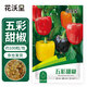 花沃里五彩甜椒100粒/包 蔬菜種子盆栽陽(yáng)臺種菜土四季菜籽陽(yáng)臺庭院田間