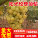 CHUANGSHIJI陽(yáng)光玫瑰葡萄樹(shù)苗 新品種葡萄 抗病 晚熟 南方北方種植果樹(shù)苗盆栽 2年苗 80cm(含)-89cm(含)