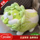 LittleCuCu蔬菜精靈菜狗娃娃抱枕睡覺(jué)玩偶白菜狗公仔毛絨玩具女友小孩禮物 經(jīng)典蹲姿公仔55厘米 帶防偽標，尺寸以吊牌為準