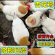 半斤左右杏花雞古典雞米仔雞農家散養土雞三黃雞走地雞雞活苗小雞 半斤左右杏花雞（請拍10只）