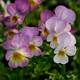 逸棵角堇三色堇花苗 四季種開(kāi)花冬季陽(yáng)臺庭院室內盆栽易種四季 角堇珍品古風(fēng)淺紫 小苗3株
