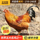 金潤源長(cháng)汀河田閹雞飛雞正宗農家散養土雞走地雞 新鮮現殺大公雞 整雞肉
