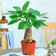 溫馨滿(mǎn)屋（V.S.M.V）發(fā)財樹(shù)盆栽植物室內花卉植物室內花綠植室內客廳招財樹(shù)好養小盆栽 1年生/單株發(fā)財樹(shù)原盆