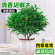 臨雅 正宗清香胡椒木盆栽辦公室內客廳綠植物盆景桌面好養驅蚊草擺件 胡椒木大苗-花瓣盆+肥料+陶粒