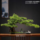 桔梗謠 仿真迎客松擺件 喬遷搬家禮物植物盆景山水造景客廳玄關辦公室酒店前臺送長輩新中式禪意裝飾品 小號-縱情山林【美人松】