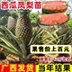 新品西瓜鳳梨大果鳳梨紅心菠蘿菠蘿苗四季結果鳳梨苗庭院種植盆栽 紅皮鳳梨苗單果6之10斤 3棵裝
