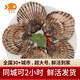 喵和漁【活鮮】鮮活大扇貝元貝 海鮮貝類 扇貝2斤（3-4兩/一個(gè)）
