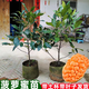 菠蘿蜜樹樹苗嫁接泰國紅肉干苞海南四季榴蓮蜜木菠蘿蜜果樹苗庭院 泰國12號木菠蘿(紅肉)) 三年苗