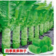 四季萵筍種子青皮綠肉香萵筍種子高產(chǎn)耐熱耐寒春秋冬季播蔬菜種籽 四季萵筍種子1包【約1300?！? title=
