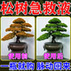 松樹盆景專用肥營養(yǎng)液迎客松黑松五針松大型地栽羅漢松復合肥料要 1瓶裝 速返綠