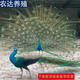 觀賞成年白孔雀藍(lán)孔雀純種孔雀活體養(yǎng)殖 公母孔雀幼苗孔雀活苗 孔雀（養(yǎng)殖資料紙質(zhì)版）