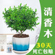 想開(kāi)正宗清香胡椒木盆栽防驅蚊草植物好養室內花卉綠植樹(shù)苗盆景 清香木+藍白陶瓷盆
